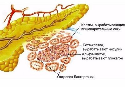 Островки Лангерганса