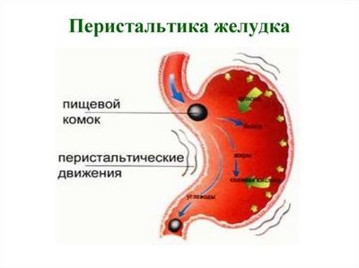 Что такое перистальтика желудка и нарушение ее моторики