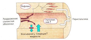 моторики желудка