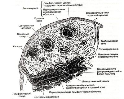 cd4 клетки