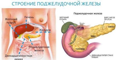 Строение поджелудочной железы