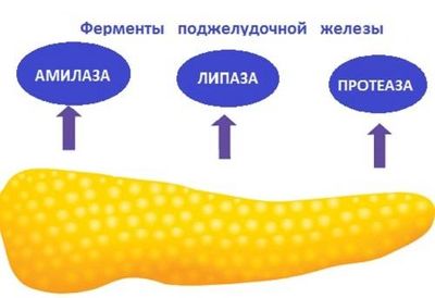 Ферменты поджелудочной железы