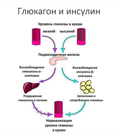 Инсулин и глюкагон