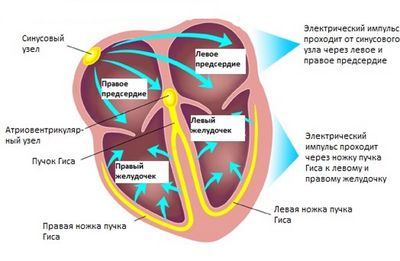 Проводящая система сердца