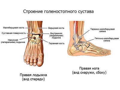 Строение сустава стопы