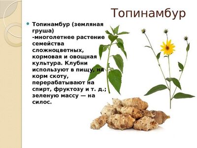 Вкусный доктор