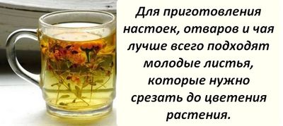 Полезные листья
