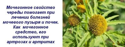 Мочегонные свойства