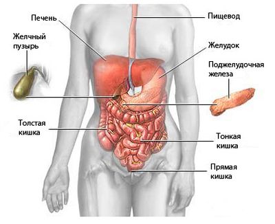 Органы брюшной полости