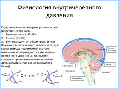 Физиология ВД