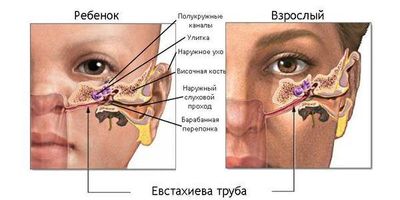 Евстахиева труба
